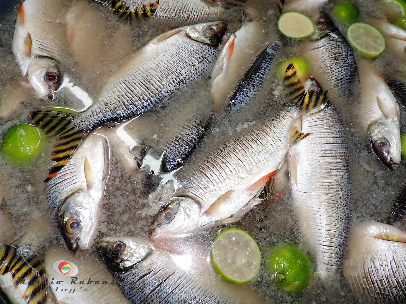 O JARAQUI E SUA INFLUÊNCIA NA ALIMENTAÇÃO DO OBIDENSE E NA AMAZÔNIA ...